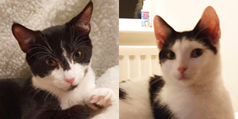Peter & Phineas from Precious Paws Cat Rescue, York, homed through Cat Chat