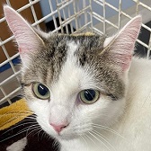 Poppy from Lancashire Paws Cat Rescue, Bolton, homed through Cat Chat