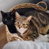 Ronnie & Rosie, from Caring Animal Rescue, Stafford, homed through Cat Chat