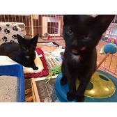 Tiny & Treacle from Feline Network Cat Rescue, Paignton, homed through Cat Chat