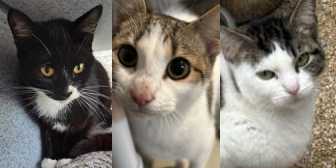 Oreo, Lucy & Susie, from Maesteg Animal Welfare Society, Bridgend, homed through Cat Chat