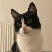 Shirley, from London Inner City Kitties, homed through Cat Chat