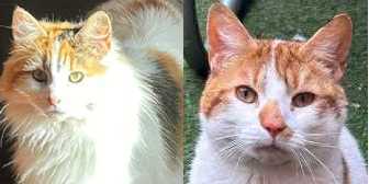 Spice & Pumpkin, from Caring Animal Rescue, Stafford, homed through Cat Chat