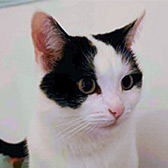 Nya from Royston Animal Welfare, Barnsley, homed through Cat Chat
