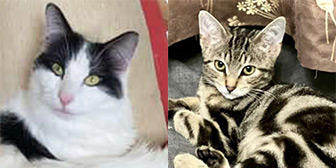 Cornelius & Victoria from Bushy Tail Cat Aid, Watford, homed through Cat Chat