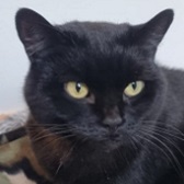 Poppy, from Catcuddles Sanctuary, Greenwich, homed through Cat Chat