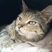 tabby cat homed from rugeley cats society