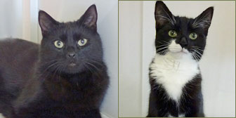 pair of cats homed from national animal welfare trust clacton