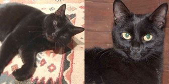 black cats homed from burton joyce cat welfare