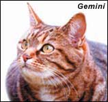 gemini cat co founder of cat chat