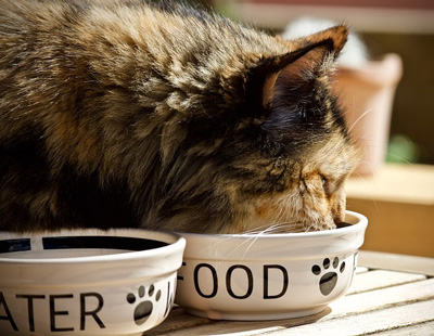 blind cat with food and water bowls