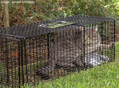 Cat in a humane trap