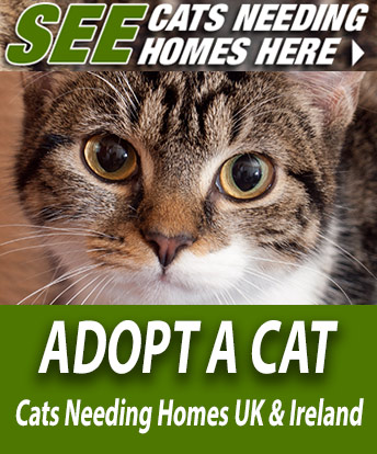 See Cats Needing Homes