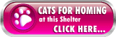 Cats for Rehoming at 8 Lives Cat Rescue