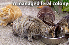 Managed Feral Cat Colony
