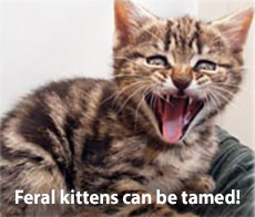 Feral kittens can be tamed