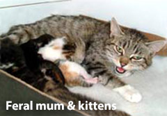 Feral mum cat with kittens