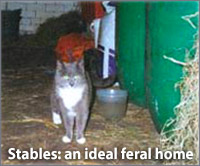 farms and stables, ideal home for feral cats