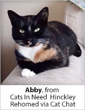 Abby from Cats in Need (Hinckley) - Homed