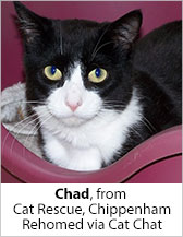 Chad from Cat Rescue (Chippenham) - Homed