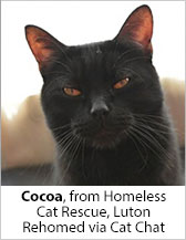 Cocoa from Homeless Cat Rescue (Luton) - Homed