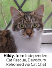 Hildy from Independent Cat Rescue (Dewsbury) - Homed