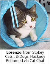 Lorenzo from Stokey Cats... & Dogs (Hackney) - Homed