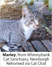Marley from Whinnybank Cat Sanctuary (Newburgh) - Homed