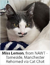 Miss Lemon from NAWT - Tameside (Manchester) - Homed