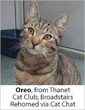 Oreo from Thanet Cat Club (Broadstairs) - Homed