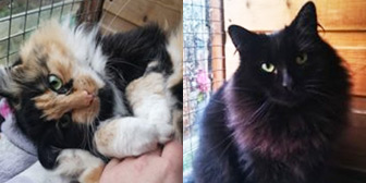 Rescue cats Charlotte and Archie from Pawprints Cat Rescue, Bradford, West Yorkshire, need a home