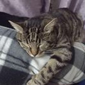 Rescue Cat Evie,  Cats Better East London,  Stratford needs a home