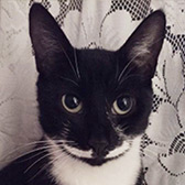 Rescue cat Robin from Cats Better East London, Stratford, East London, needs a home