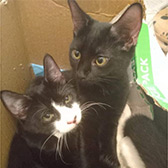 Rescue cats Gracie & Shadow from Street Animals & Pix ’n’ Mix Pedigree Rescue, Islington, needs home