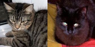 Rescue cats Abel and Belle, at Feline Friends London, Hackney, need a new home