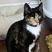 Rescue cat Gabby from Cats Guidance Rescue, Wigan, Bolton, Lancashire, needs a home