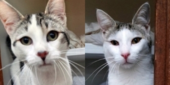 Rescue cats Art and Garth, at Country Hill Animal Shelter, Kingsbridge, need a new home