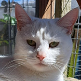 Rescue cat Coconut from Maesteg Animal Welfare Society, Bridgend, Wales, needs a home