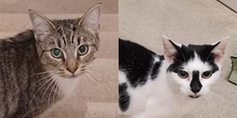 Rescue Cats Crystal & Quartz, Moonstone Rescue,  Hertford needs a home