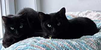 Rescue Cats Flora & Meadow, Cats Guidance,  Wigan needs a home