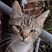 Rescue Cat Furson from Cats Better East London, Stratford, needs a home