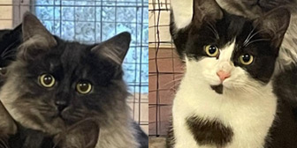 Rescue cats Ki and Jax from Precious Paws Cat Rescue, Rickmansworth, Hertfordshire, need a home