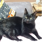 Rescue cat Kitty from Cats Guidance, Wigan, needs home