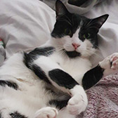 Rescue cat Lucky from Lulubells Rescue, Enfield, Greater London, Hertfordshire, needs a home