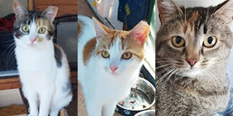Rescue cats Mo, Mercy and Baby from Shropshire Street Cats, Market Drayton, Shropshire, need a home