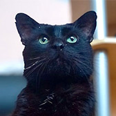 Rescue cat Rhys from Blackpool Nine Lives Cat Rescue, Blackpool, Lancashire, needs a home