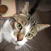Rescue Cat Robbie, Lancashire Paws Cat Rescue,  Bury + Bolton needs a home