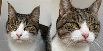 Rescue cats Sapphire and Benji from Shropshire Street Cats, Market Drayton, Shropshire, need a home
