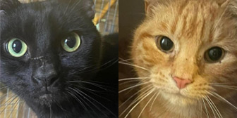 Rescue cats Sooty and Simba from Precious Paws Cat Rescue, Rickmansworth, Hertfordshire, need a home