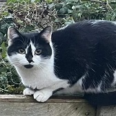 Rescue cat Mama from Caring Animal Rescue, Stafford, needs home